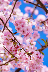 満開の河津桜　松田山