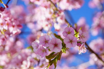 満開の河津桜　松田山