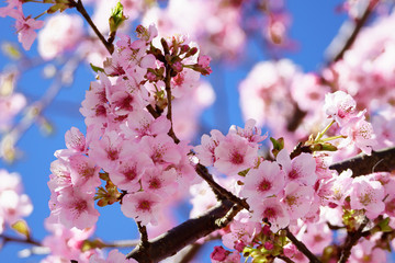満開の河津桜　松田山