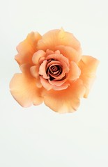 オレンジ色のバラの花、１輪、白背景