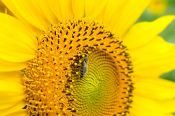 Honeybee, harvesting, flower, polen, healty.