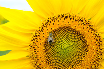 Naklejka premium Honeybee, harvesting, flower, polen, healty.