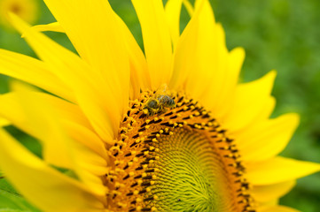 Honeybee, harvesting, flower, polen, healty.