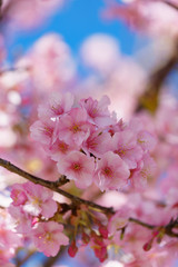 満開の河津桜　松田山