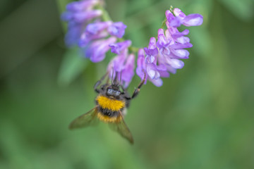 Bee on flower with blurred background