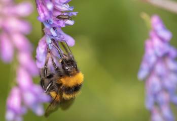 Bee on flower with blurred background