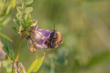 Bee on flower with blurred background