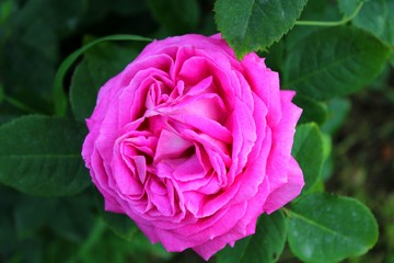 Pink garden rose scented flower blooming in summer