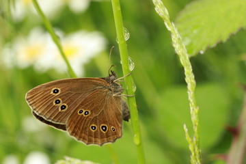 Papillon Tircis