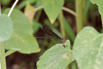 Calopteryx atrata