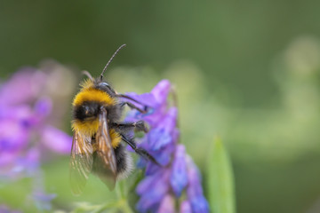 Bee on flower with blurred background