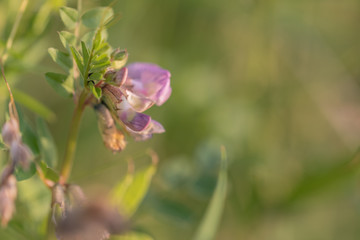 Pink flower. flower in the garden