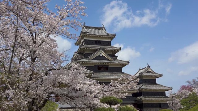 Matsumoto castle during springtime with cherry blossoms