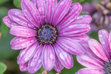 Obraz na płótnie Canvas Pink gerbera flowers background. Closeup of pink flower