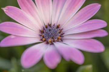 Obraz premium Pink gerbera flowers background. Closeup of pink flower