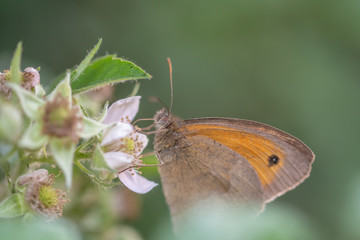 Beautiful blue butterfly in sunset. Butterfly on a flower