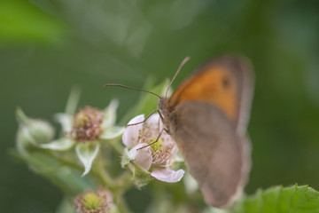 Beautiful blue butterfly in sunset. Butterfly on a flower