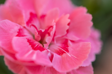 Obraz na płótnie Canvas Garden Flower Carnation. Bouquet of red carnation flowers
