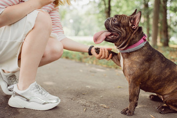 Dog paw takes the woman. People support pets. Friendship concept. Bulldog portrait. - obrazy, fototapety, plakaty
