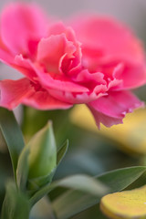 Garden Flower Carnation. Bouquet of red carnation flowers