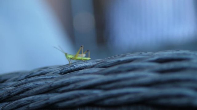 Grasshoper outdoors walking on furniture
