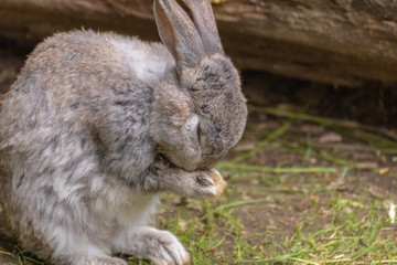 Portrait of a rabbit. Rabbit portrait in the field