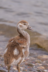 Close-up portrait of a mallard duck. Duck in the water