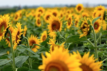 Sunflowe field © Ultra Tama
