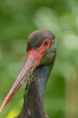 Portrait of a stork. Close up Portrait photo of a stork