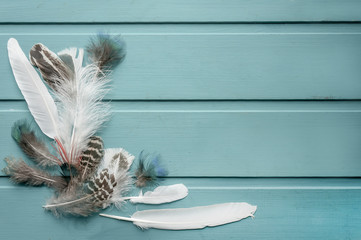 Many different feather on wooden background