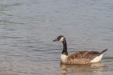 Obraz premium Close-up portrait of a mallard duck. Wild duck and ducklings