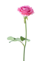 Pink rose isolated on white background.