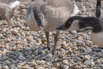 Obraz premium Close-up portrait of a mallard duck. Wild duck and ducklings