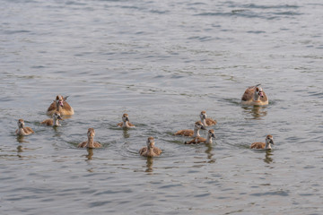 Family of ducks. Close up view of flock of ducklings with mother duck swimming in water