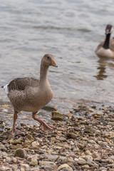 Two ducks on the lake. Ducks on a lake