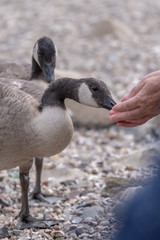 The ducks that eats from the hands