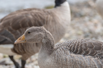 Two ducks on the lake. Ducks on a lake