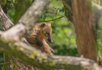 brown bear in the forest