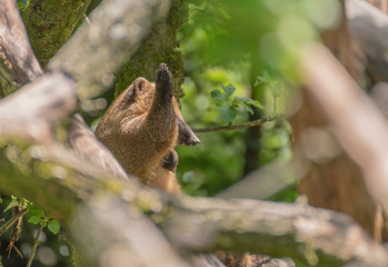brown bear in the forest