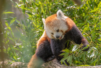 red panda eating bamboo