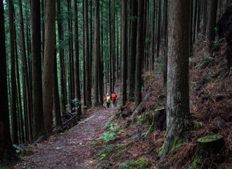Two people with bright coloured backpacks hiking on the Kumano Kodo trail