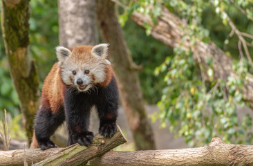 Red panda in tree