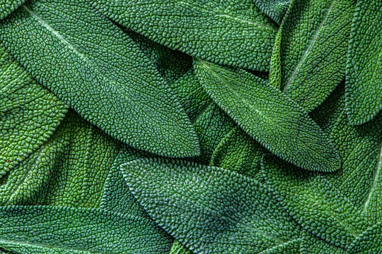 close up a herb sage leaf abstract texture background