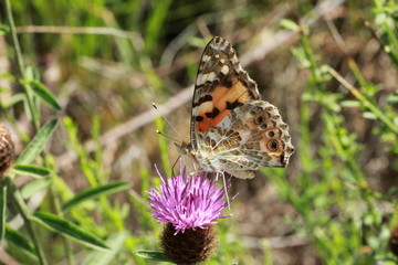 Papillon sur un chardon