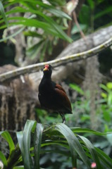 White naped pheasant pigeon