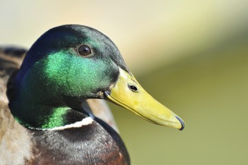 male mallard duck