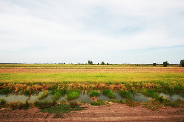 Fototapeta na wymiar Beautiful Landscape of Fresh green rice fields and plantations near canal in Thailand