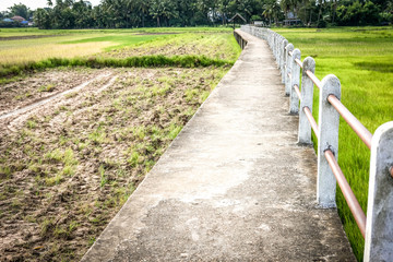 Fototapeta na wymiar bridge footbridge walkway pathway along rice paddy field