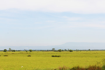 Beautiful natural landscape of rice farm. and cultivation agriculture field in Thailand