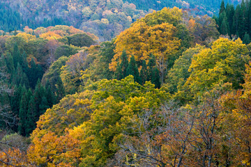 世界遺産白神山地の赤く紅葉したカエデ